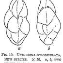 Uvigerina scrobiculata Cushman 1921的圖片