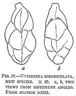 Image of Uvigerina scrobiculata Cushman 1921
