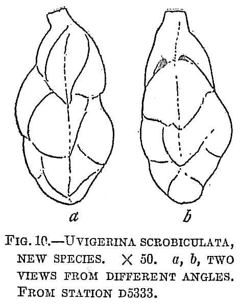 Image of Uvigerina scrobiculata Cushman 1921