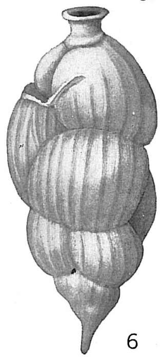 Image of Uvigerina striata d'Orbigny 1839