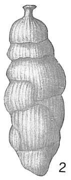 Image of Uvigerina tenuistriata Reuss 1870