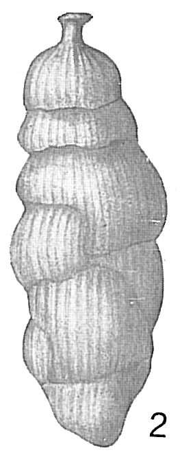 Image of Uvigerina tenuistriata Reuss 1870