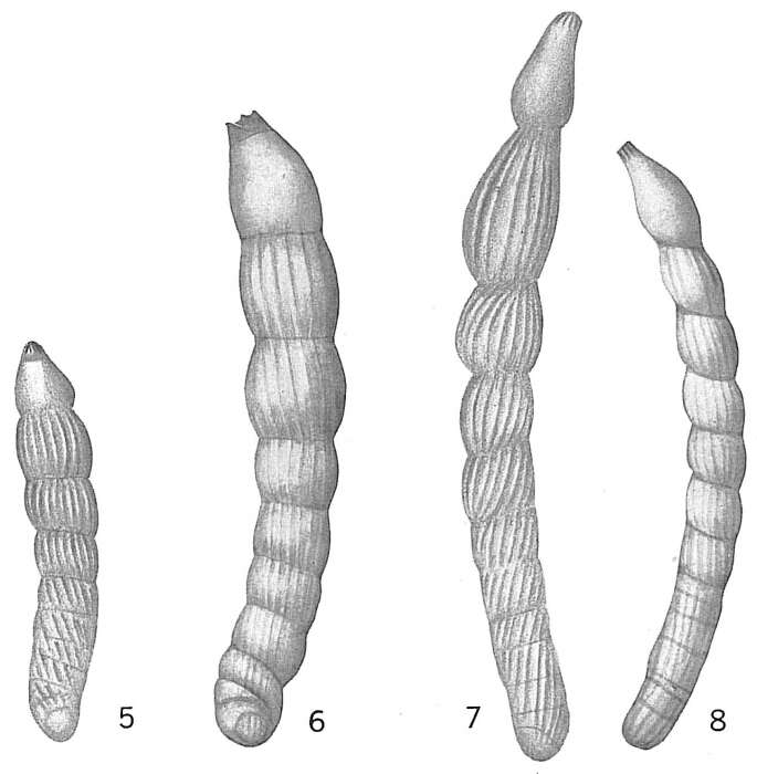 Image of Vaginulina linearis (Montagu 1808)