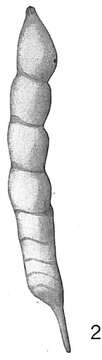 Image of Vaginulina margaritifera (Batsch 1791)