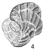 Image of Vertebralina striata var. reticulosa Cushman 1921