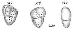Image of Allomorphinella trigona (Reuss 1850)