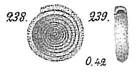 Image of Ammodiscus incertus (d'Orbigny 1839)