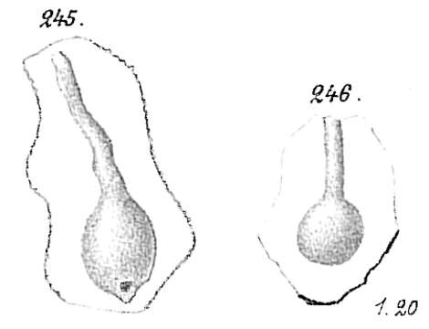 Image of Ammolagena clavata (Jones & Parker 1860)