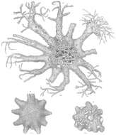 Image of Astrorhiza limicola Sandahl 1858