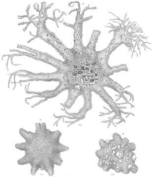 Image de Astrorhiza limicola Sandahl 1858