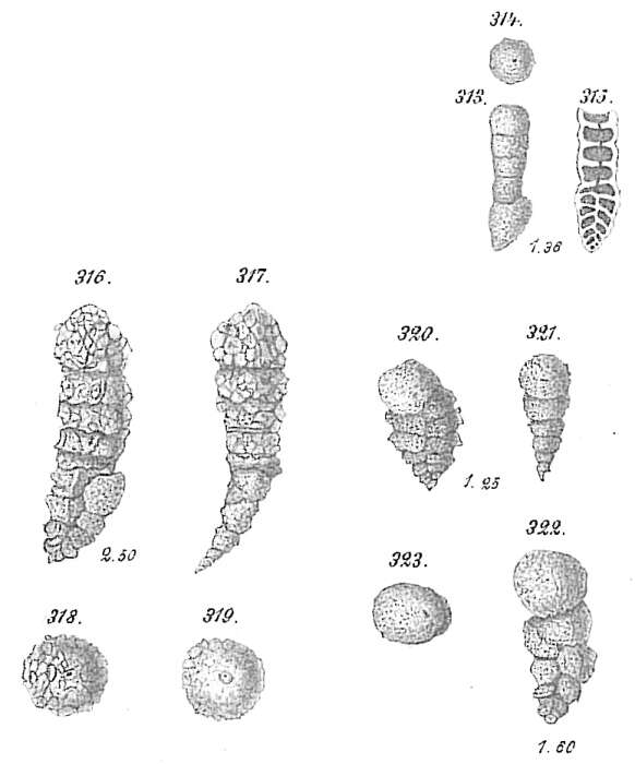 Image de Bigenerina nodosaria d'Orbigny 1826