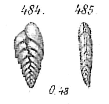 Image of Bolivina dilatata Reuss 1850