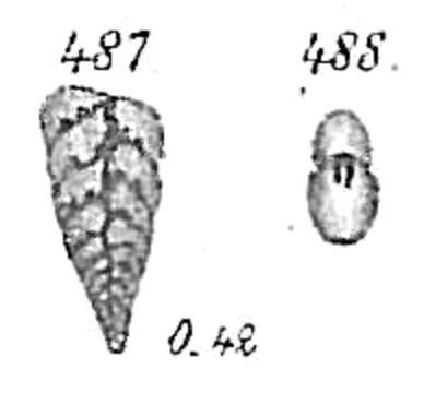 Image of Bolivina plicata d'Orbigny 1839