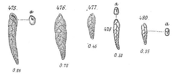 Image of Bolivina punctata d'Orbigny 1839