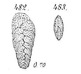 Image of Bolivina spathulata (Williamson 1858)