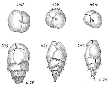 Image of Bulimina marginata d'Orbigny 1826