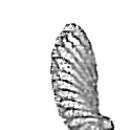 Image of <i>Cassidulina bradyi</i> f. <i>stenostegica</i> Goës 1894