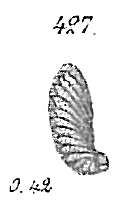 Image of Evolvocassidulina bradyi (Norman 1881)