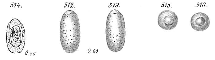 Image of Chilostomellidae