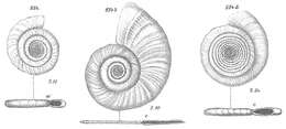 Cornuspira foliacea (Philippi 1844) resmi