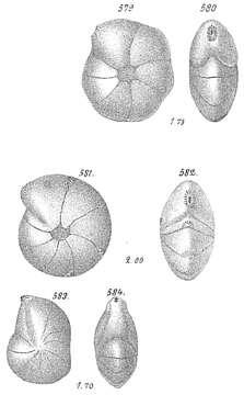 Imagem de Lenticulina tasmanica Parr 1950