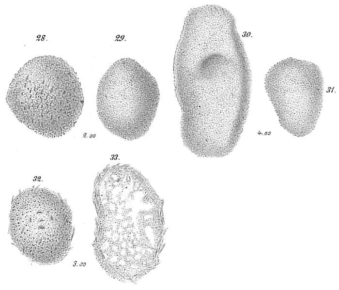 Crithionina granum Goës 1894的圖片