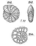 Image de Cyclammina pusilla Brady 1881