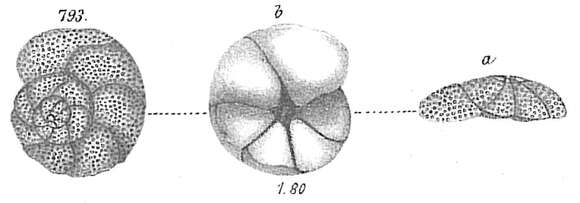 Image of Discorbina globularis Karrer 1877