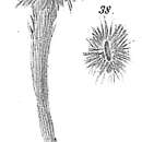 Image of Halyphysema tumanowiczii var. abyssicola Goës 1894