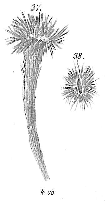 Image of Halyphysema tumanowiczii var. abyssicola Goës 1894