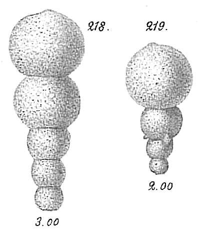 Image of Hormosina globulifera Brady 1879