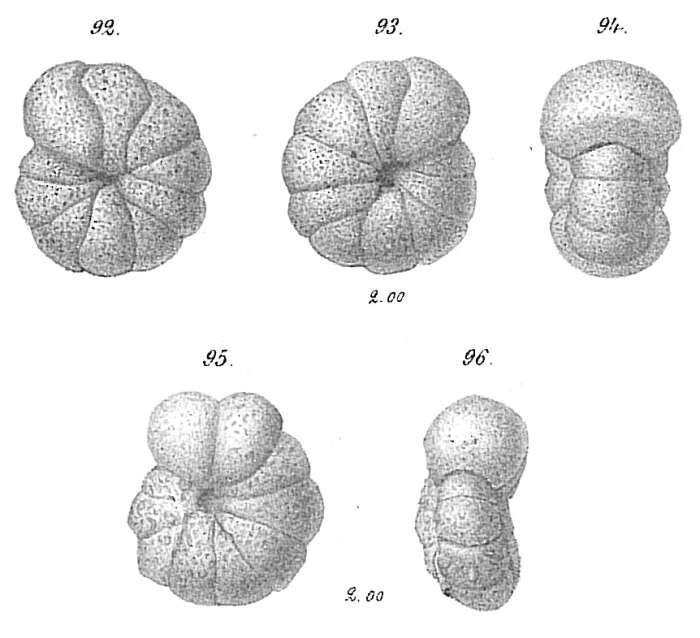 Image of Labrospira Höglund 1947