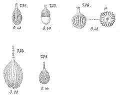 Image of Lagena striata (d'Orbigny 1839)