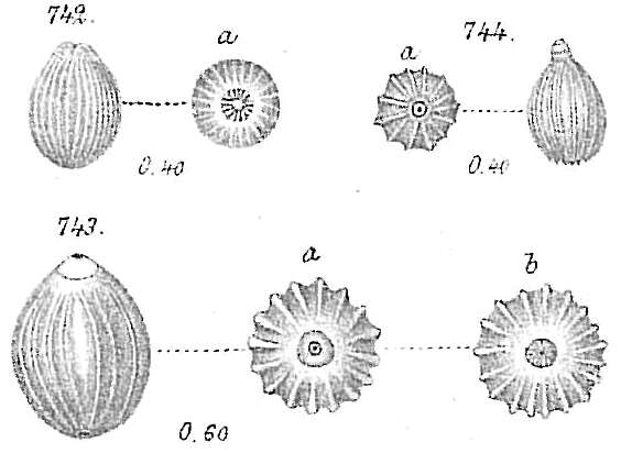 Image of Lagena sulcata (Walker & Jacob 1798)