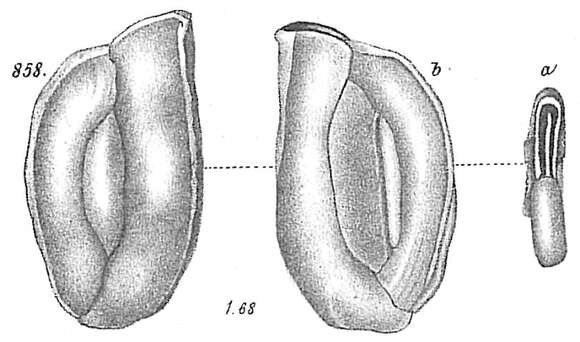 Plancia ëd <i>Miliolina angulata</i> Silvestri 1896