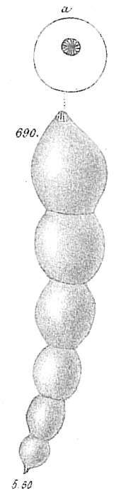 Image of Nodosaria soluta (Reuss 1851)