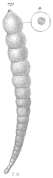 Image of Nodosaria striolata (Goës 1894)