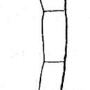 Image of Dentalina acuticauda Reuss 1851