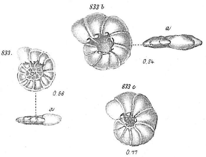 Image of Operculina ammonoides (Gronovius 1781)
