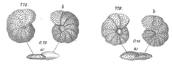 Image de Cibicides aknerianus (d'Orbigny 1846)