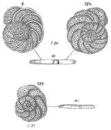 Image de Planulina ariminensis d'Orbigny 1826