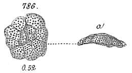 Image of Planorbulina mediterranensis d'Orbigny 1826