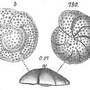 Image of Planorbulina ungeriana Goës 1882