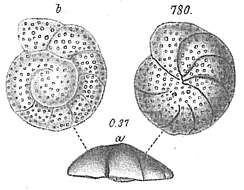 Image of Planorbulina ungeriana Goës 1882