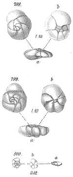 Imagem de <i>Pulvinulina punctulata</i> (d'Orbigny 1865)