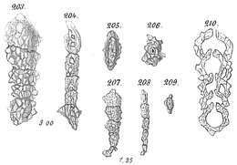 Image of Reophax compressus Goës 1894