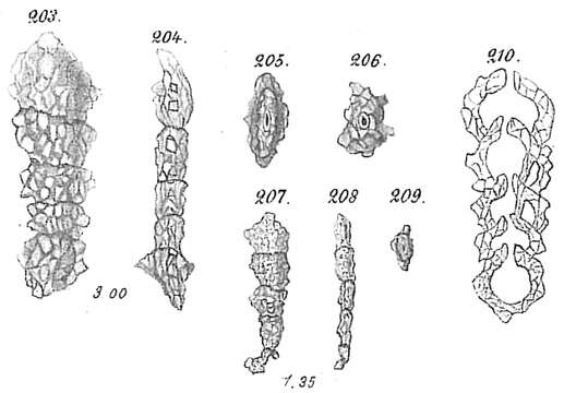 Image of Reophax compressus Goës 1894