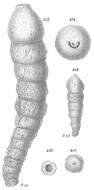 Image de Reophax procerus Goës 1894