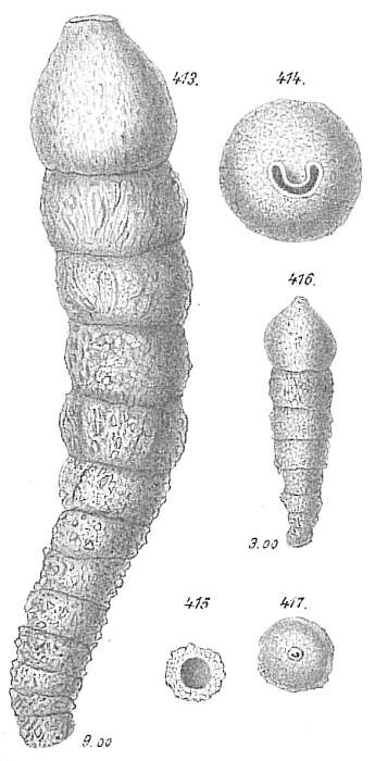 Image of Reophax procerus Goës 1894