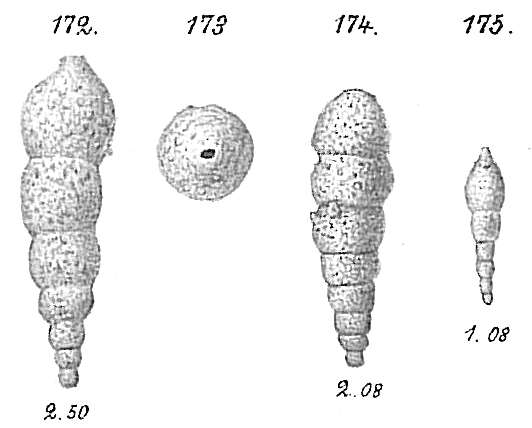 Image of Reophax regularis Höglund 1947